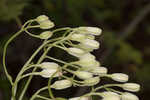 Florida cacalia